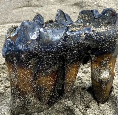 Woman walking on California beach makes ancient discovery